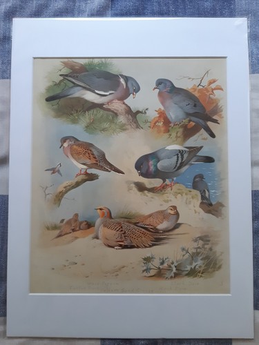 Antique print pigeons doves - antique,