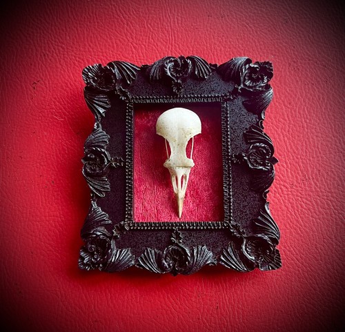 Real bird skull picture - picture, frame