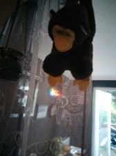 Charlie The Hanging Monkey