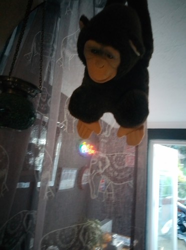 Charlie the hanging - hanging, monkey
