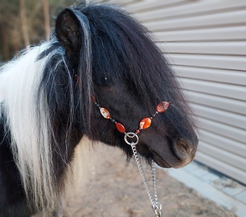Miniature horse show halter - horse,