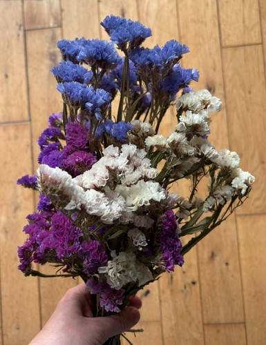Sea lavender dried flower - dried,