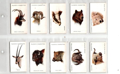Players wild animals - players:,