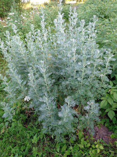 Absinthe wermutkraut - -,