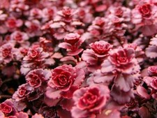 6x Sedum Dragons Blood Fresh