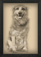 Cross breed dog 1 year old