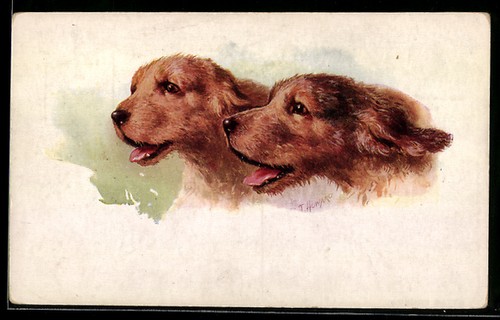 Postcard otter hounds - postcard,