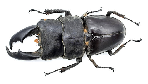 Lucanidae serrognathus - lucanidae,,