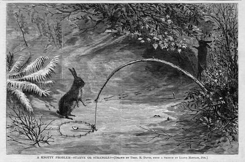 Rabbit trapping snare - rabbit,