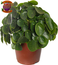 Money Plant Large Indoor House