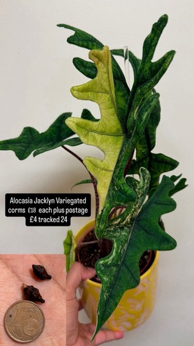 Alocasia jacklyn variegated - alocasia,