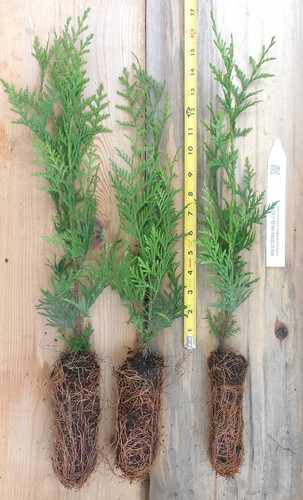 Western red cedar seedlings - western,
