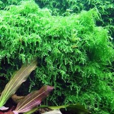 Weeping moss Live Aquarium Plants for Shrimp Fish Nano Tank Terrarium K2AQUA