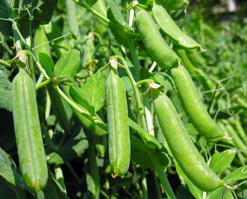Pea plug plants early - plug,