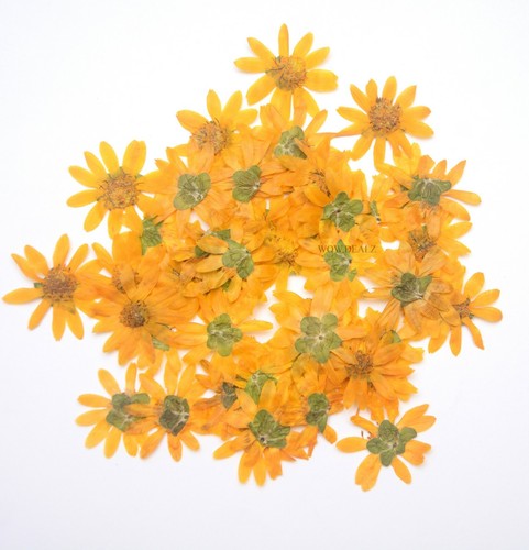 Yellow natural pressed flowers - yellow,