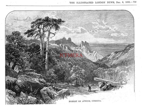 Forest aitone corsica - forest, aitone,