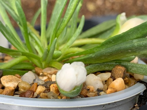 Lewisia nevadensisnevadensis