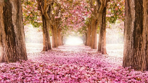 Pink cherry blossom - blossom, trees