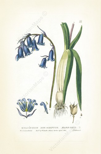 Antique botanical print