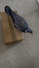 Motorized Pigeon Decoy Pecking