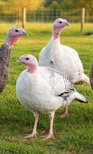 Turkey hatching eggs - turkey,