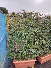 Red Robin Screen Instant Screening Photina 180cm Tall 120cm Wide Framed 