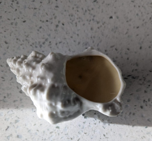 Vintage branksome china conch - vintage,