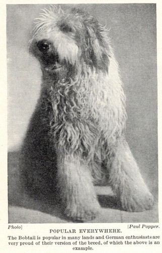 English sheepdog old - english,