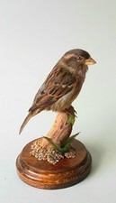 Taxidermy House Sparrow (Passer Domesticous)