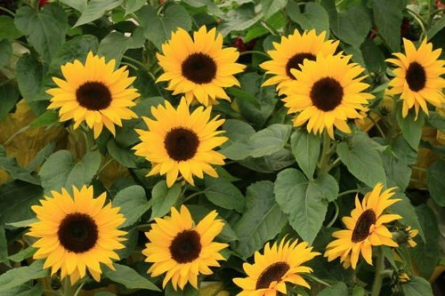 Sunflower miniatures mixed - sunflower,
