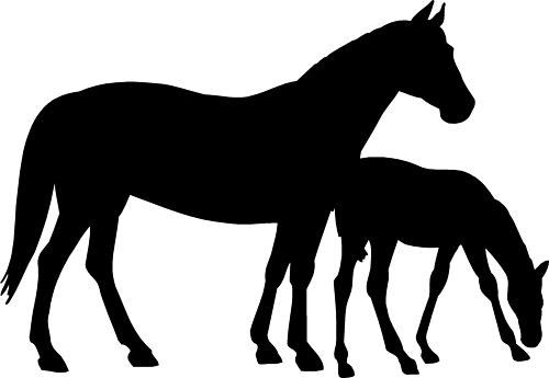 Horse foal car camper - horse,