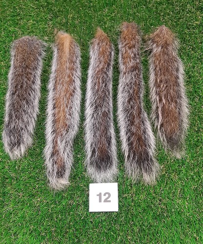 Genuine grey squirrel - x,