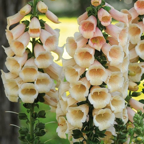 Foxglove digitalis apricot - foxglove,