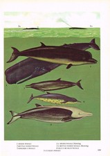 Whale Sperm Bottle Nosed Sowerby's Cuvier's Print Picture Vintage 1972 OBOV#189