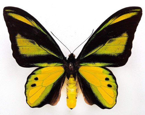 Ornithoptera chimaera chimaera