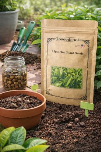 Tea plant seeds camellia - 15,