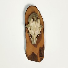 Vintage 1980s Mounted Roe Deer