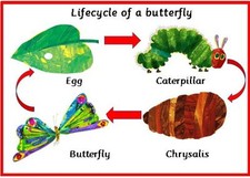 Lifecycle of a butterfly - Hungry caterpillar- A4 laminated poster - class topic