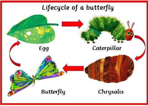 Lifecycle butterfly - lifecycle,