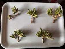 Crassula Ovata Gollum Plant