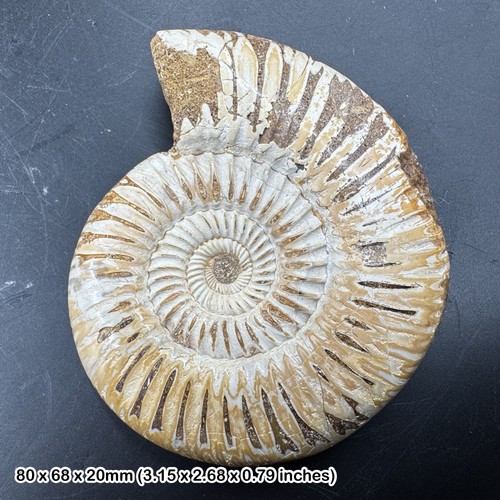 Fossilised perisphinctes