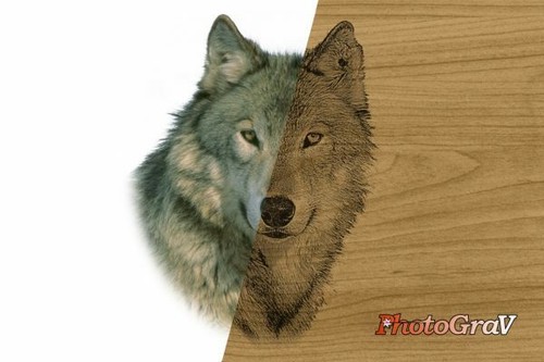 Photograv software - 3.0,