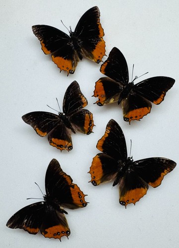 Real butterfly charaxes - butterfly,
