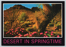 Postcard Desert in Springtime