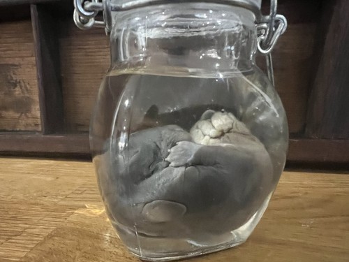 Extra large fetal rabbit - rabbit, wet