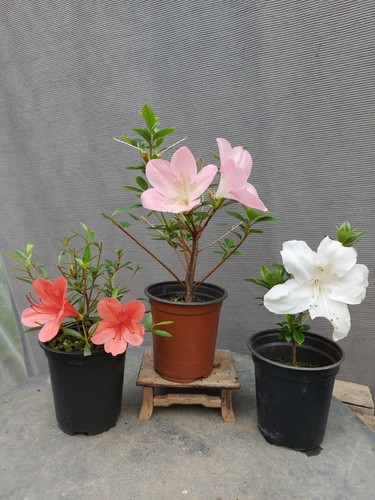 Beautiful flowering satsuki - flowering,