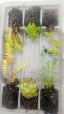 6 x hardy alpine plug plants