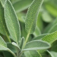 3x Organic Sage Plug Plants