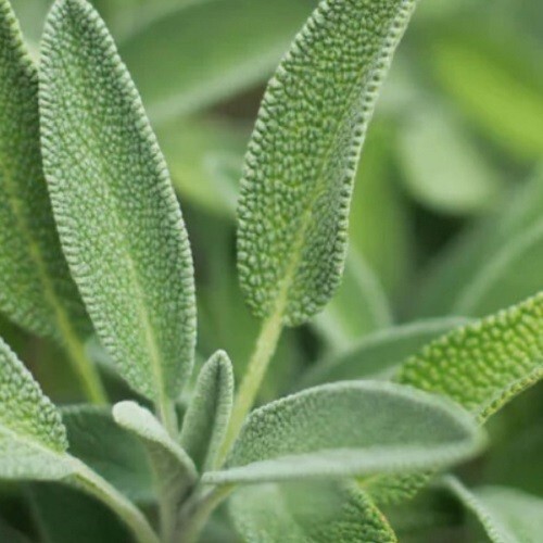 Organic sage plug plants - 3x,