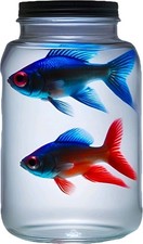Neon tetras fish this a - tetras,